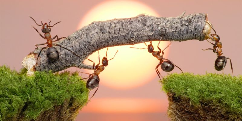Giải mã giấc mơ về các con vật như kiến