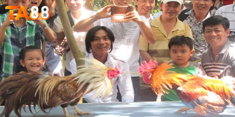 Đá gà tre là bộ môn có nguồn gốc ở vùng Tây Nam Bộ Việt Nam